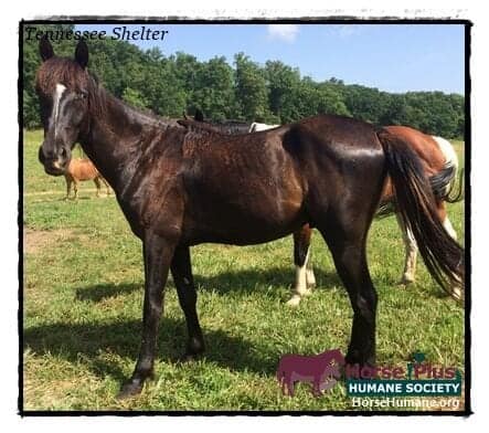 Image source: Horse Plus Humane Society