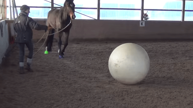 horseball1
