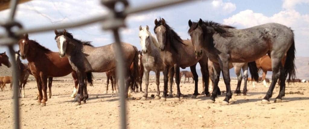 Several beautiful mares came to say hello..of the 1,100 wild horses held at this BLM Palomino Valley Center, located near the Burningman festival site, in Nevada. The wild horses and burros are not offered any shelter from burning hot desert sun and 100 horses must share 1 water trough…daily survival here is a struggle. Our wild horses do not belong behind bars.