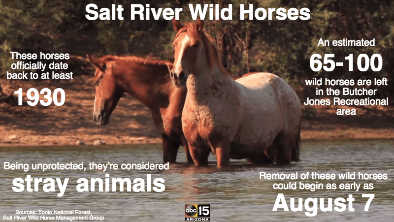 Image source: American Wild Horse Preservation Campaign / Facebook