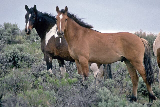 Oregon wild horses. Image source: BLM via Flickr 