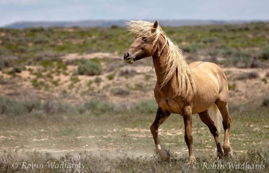 Photo By Robin Wadhams: And then God created “Corona” a great wild stallion 