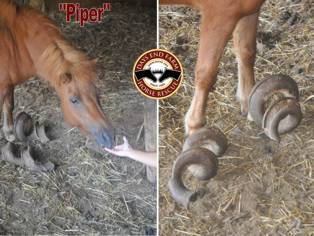 Piper had to be euthanized due to the neglect she had suffered. Image source: DEFHR