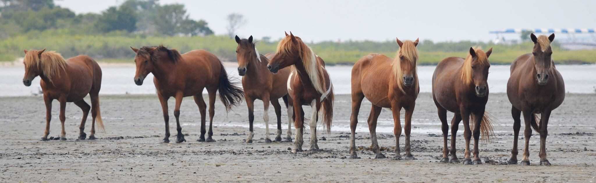 Image: From left - M2EINR-B (Rohan), N2BHS-E (Eve), N2BHS-H (Patricia Irene) these two are sisters, M6MS-G (Chestnut), M2EINRY (Larry), M17GMV (Little Paka), M2EINS (unnamed mare). Source: Assateague Island Alliance