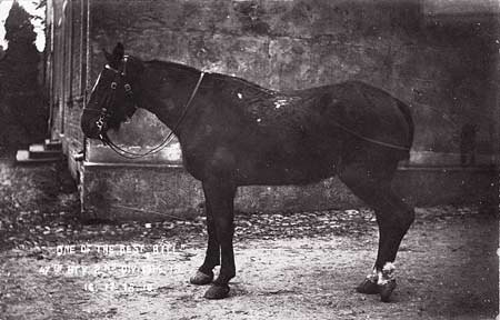 Bill - a horse that fought throughout the war and came home. Image source: Simon Butler