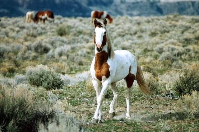 feral-horse-602277_640