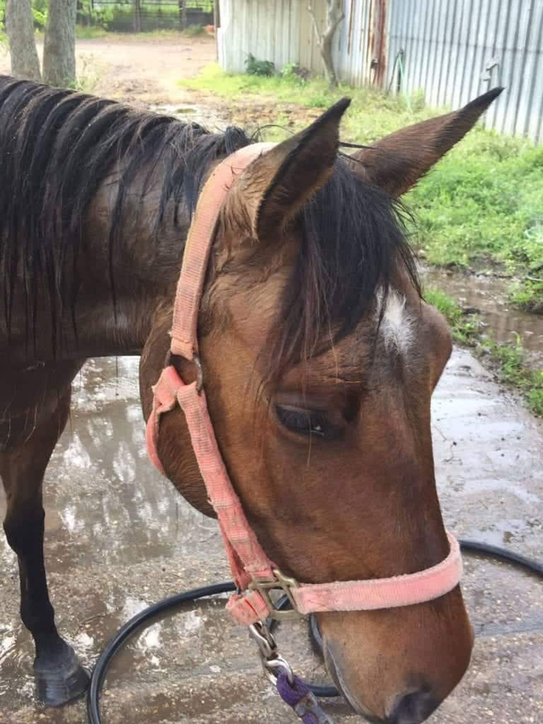 Definitely a "sad eye" on this mare. Image source: Amber Keller