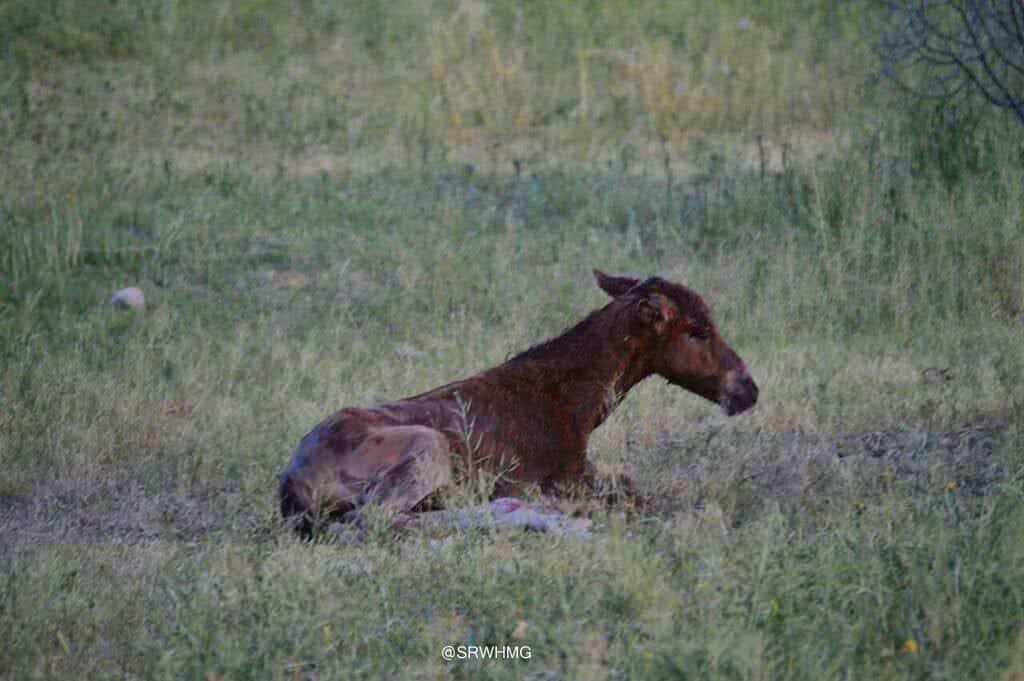 Image source: Salt River Wild Horse Management