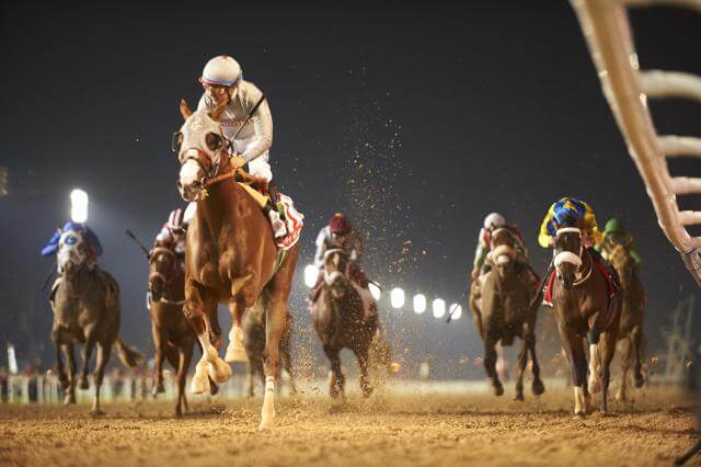 California Chrome (USA) (Art Sherman – Victor Espinoza) wins the Group 1 Dubai World Cup Sponsored by Emirates Airline at the Dubai World Cup meeting on March 26th 2016. (Credit: Dubai Racing Club // Andrew Watkins)