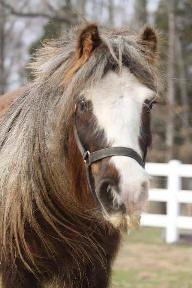 Miss Gucci of Lexin by Steffanie Christensen. Mini Gypsy Mare from MHB Gypsy Ponies. Christensen is known for her efforts to breed 100 percent pure miniature Gypsies. 