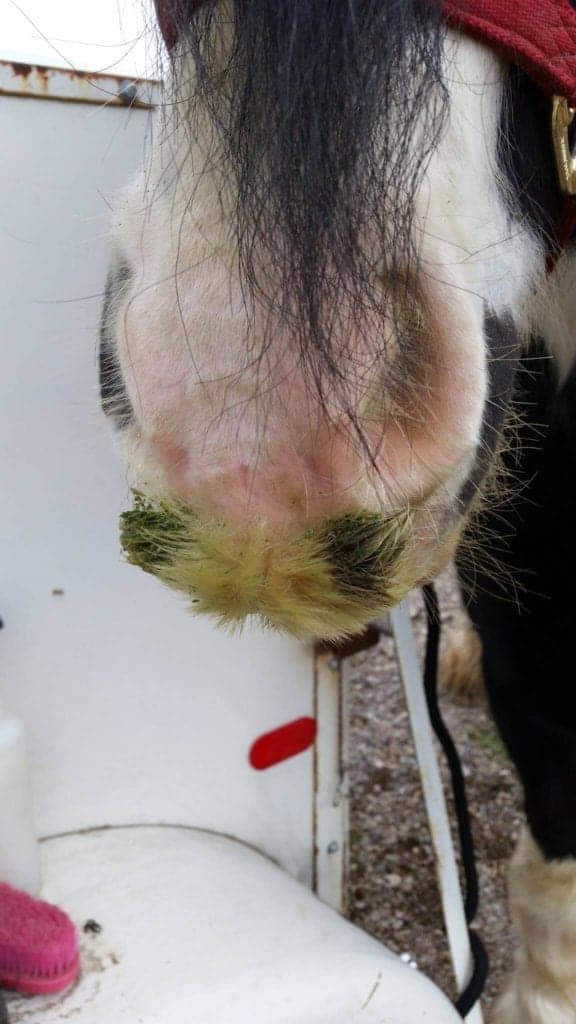 by Elizabeth Guymon Keck of Once Upon A Dream Acres. The ‘stache gets dyed depending on what they eat – green with Alfalfa and tan with rice bran.