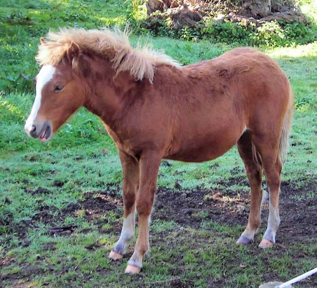 A Kerry Bog Pony that some say is the same as an Irish Hobby. Image Source:  Jim Linwood - wikimedia