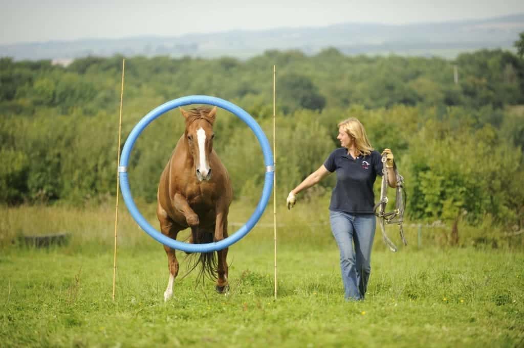 The DVD shows you how to get your horse used to all the obstacles in horse agility. Image source: The International Horse Agility Club 