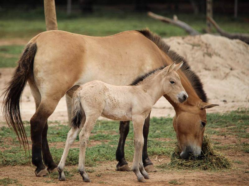 mongolian wild horse extinct
