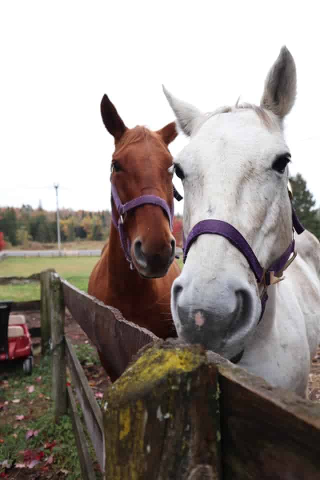 horse of the day pebbles and karma
