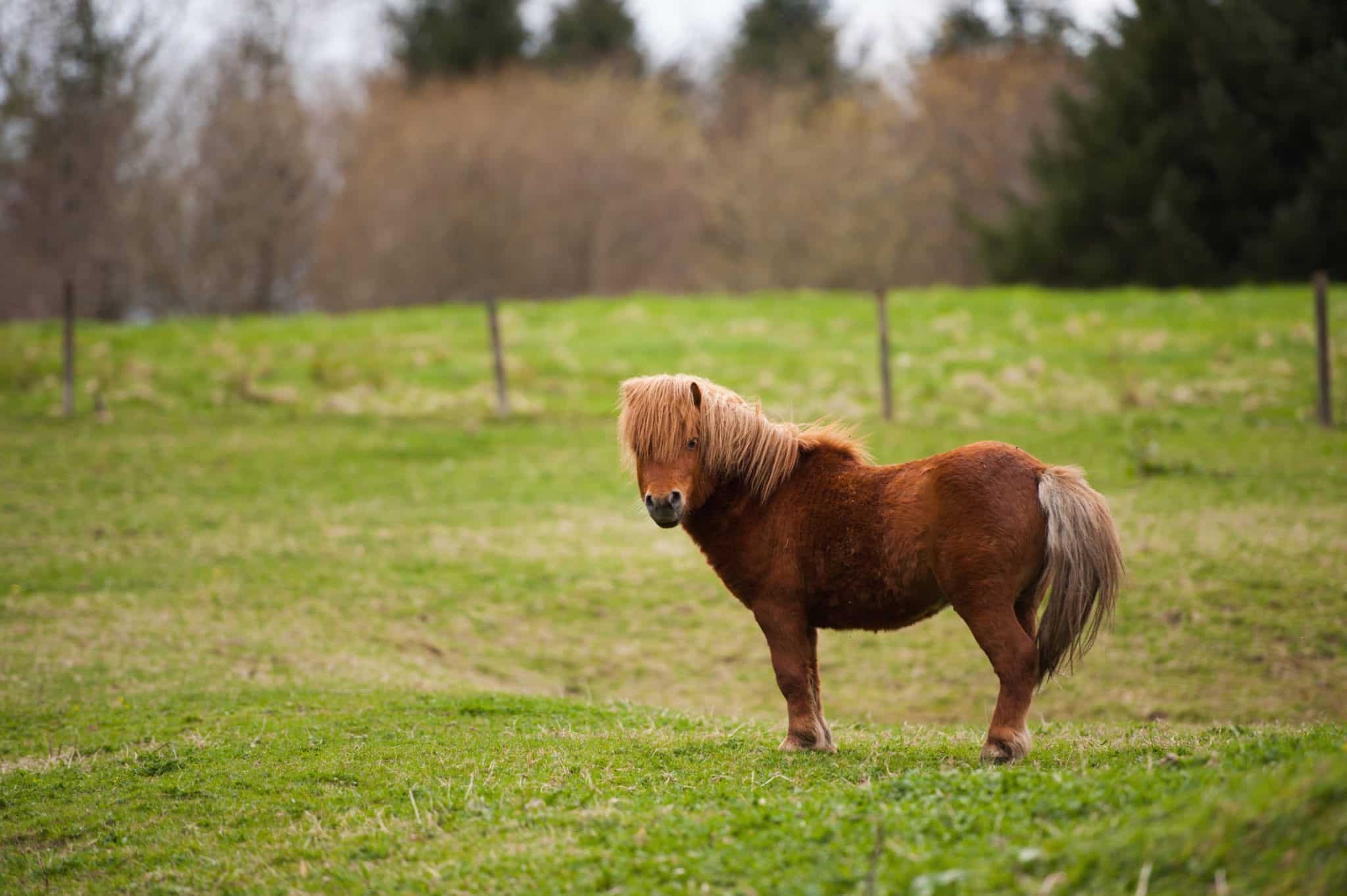 Lone Shetland Pony in a field in Aberdeenshire Scotland.