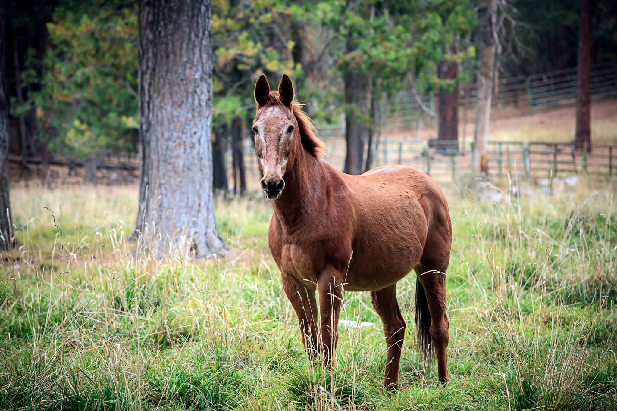 A chestnut colored horse stands in a grassy field in north Idaho.