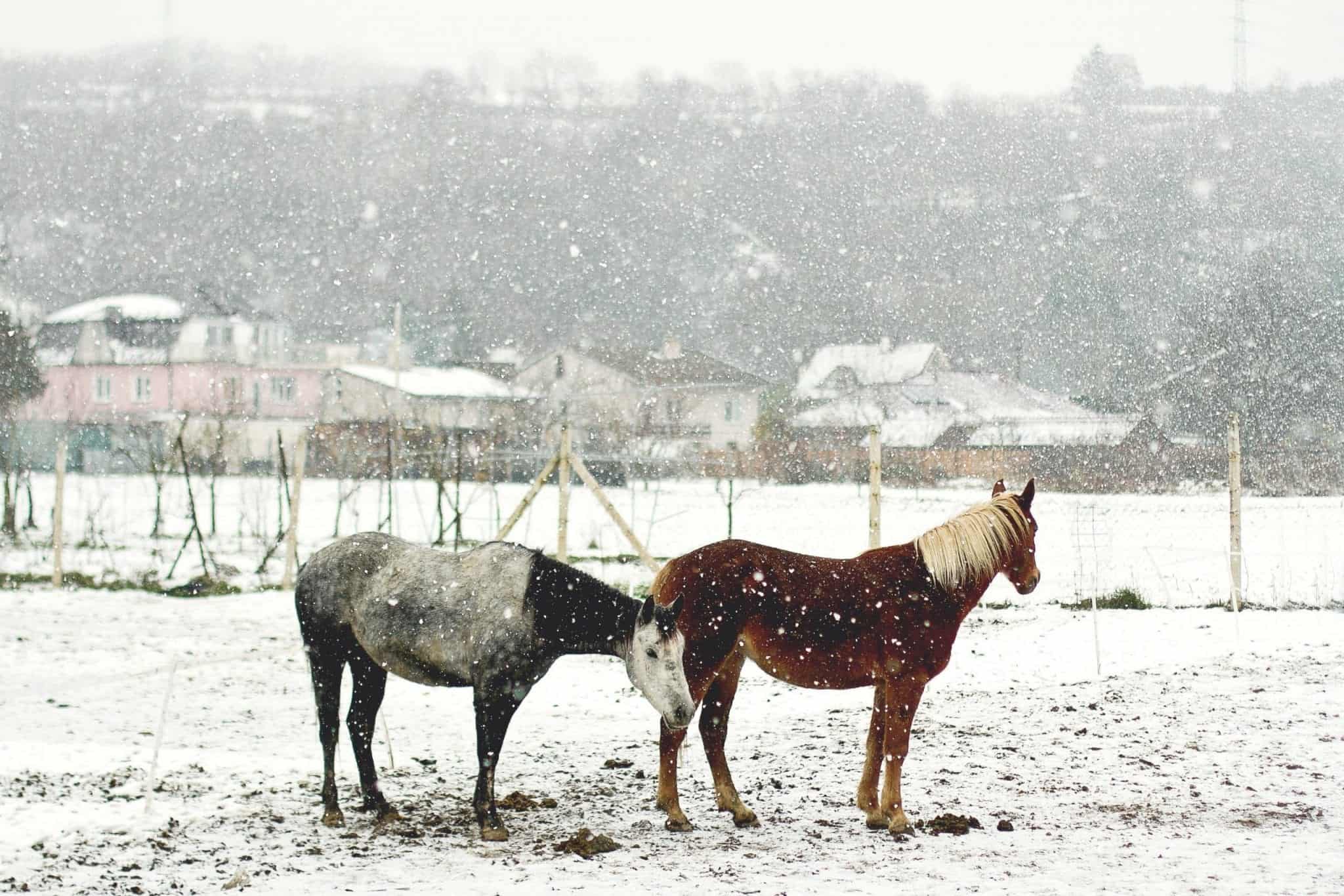 horses in the winter
