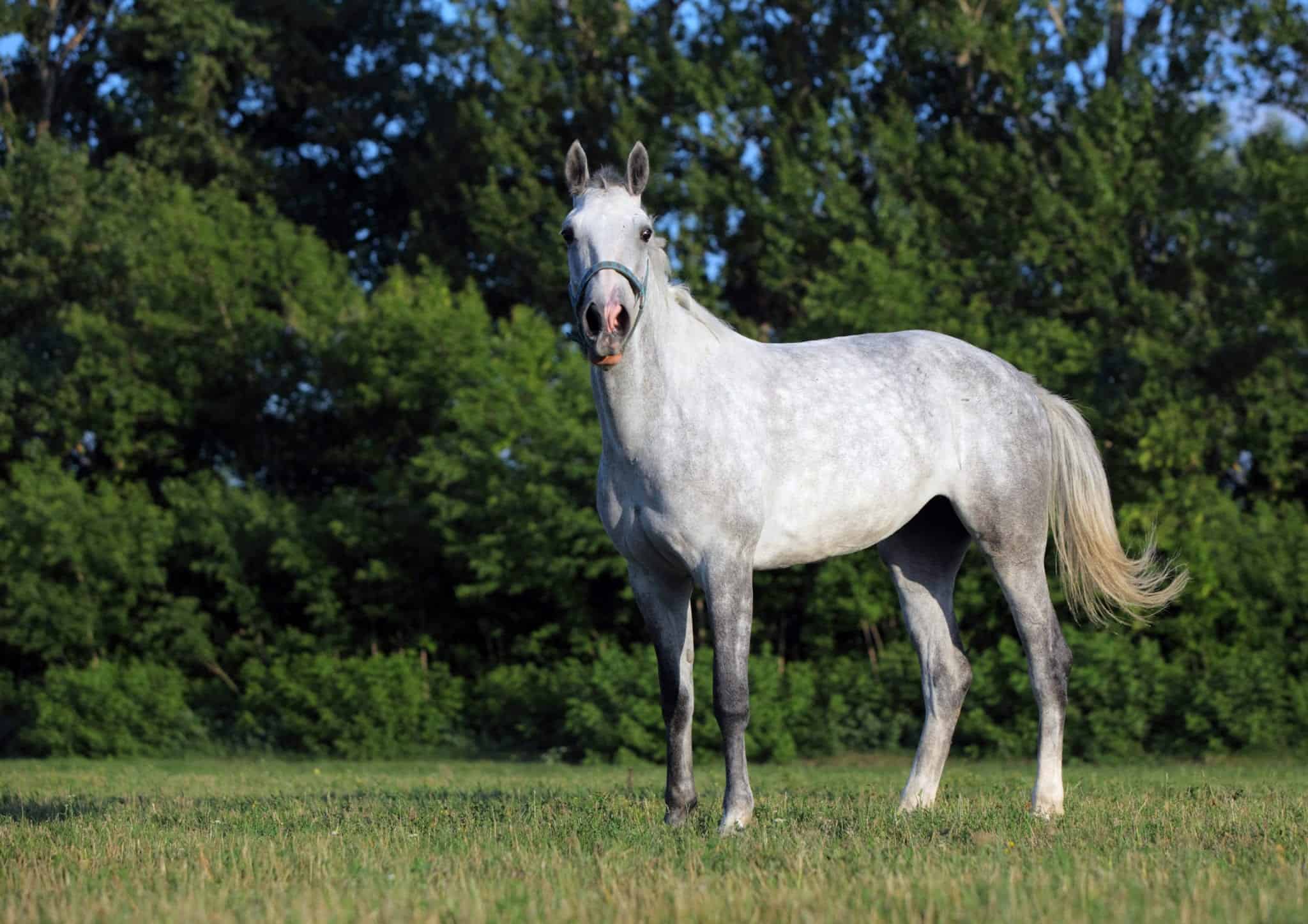 lusitano horse on evening green meadow