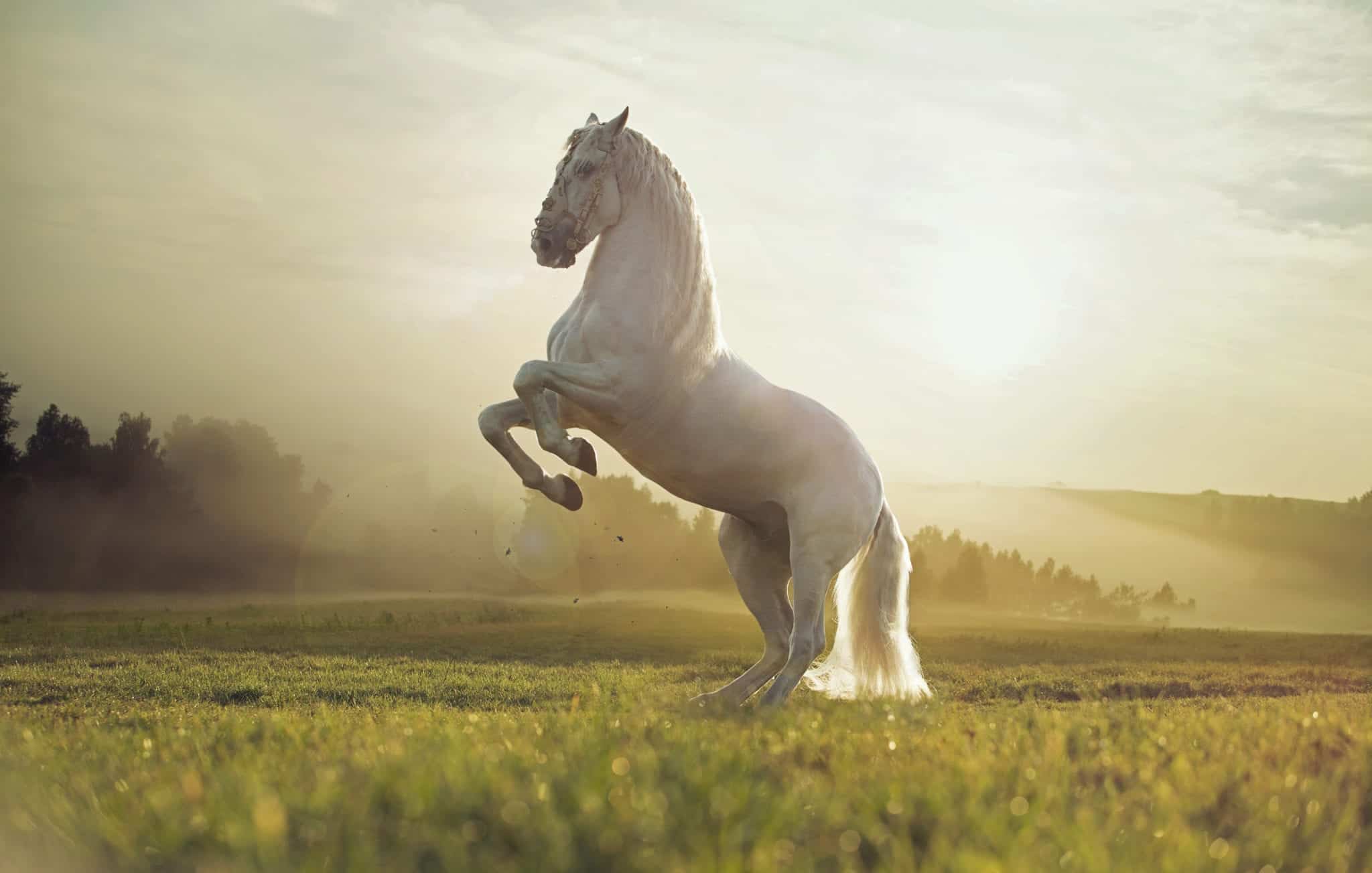 Majestic photo of strong royal white horse