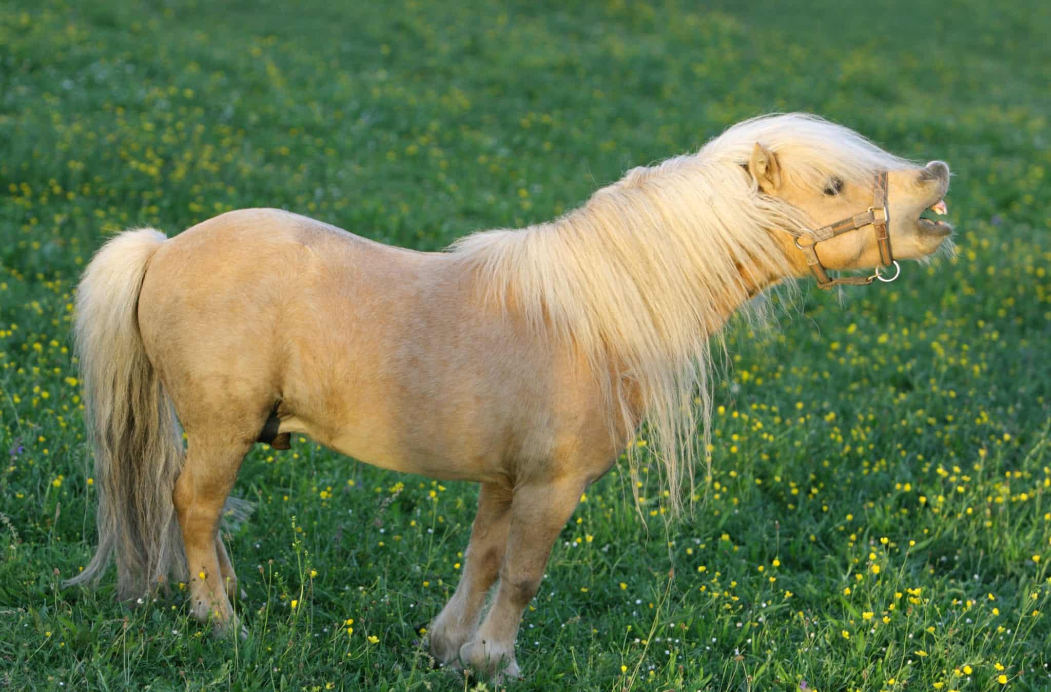 Neighing falabella stallion.