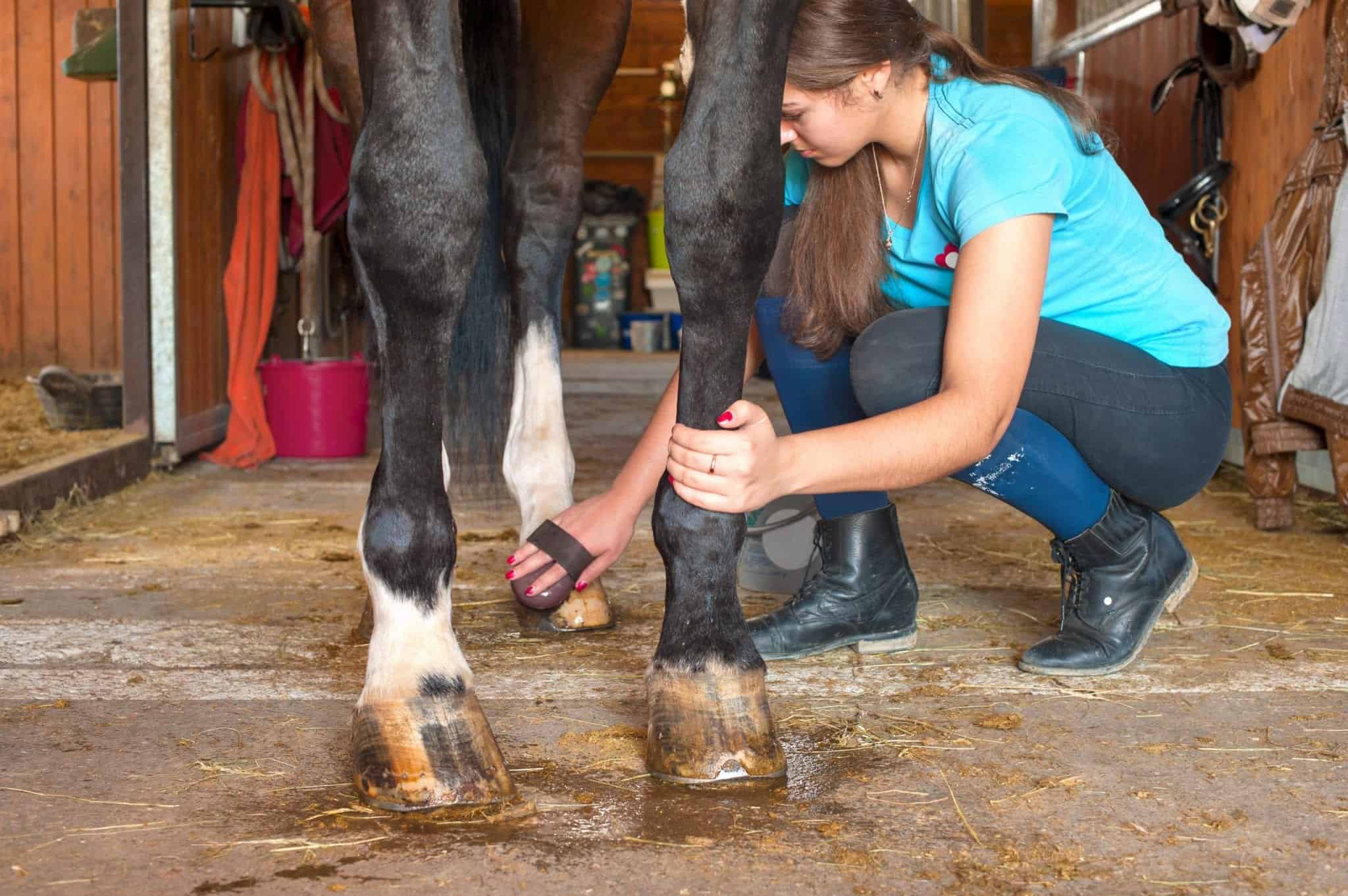 Owner horsewoman taking care of chestnut horse hoof. Indoors multicolored horizontal image.
