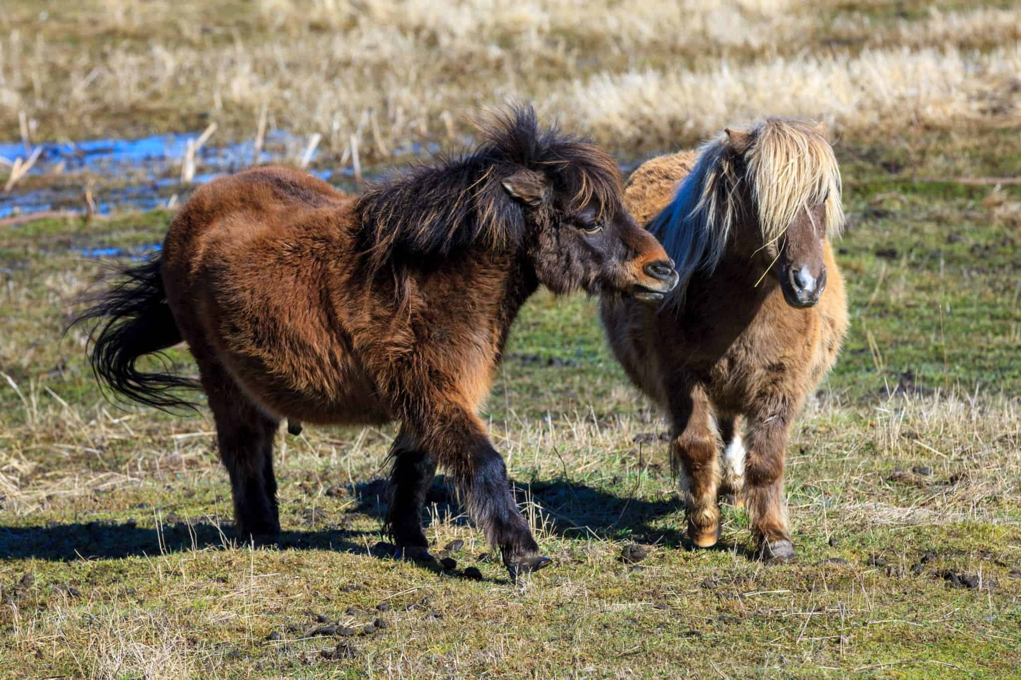 Two cute miniature horses interact in a field near Harrison, Idaho.