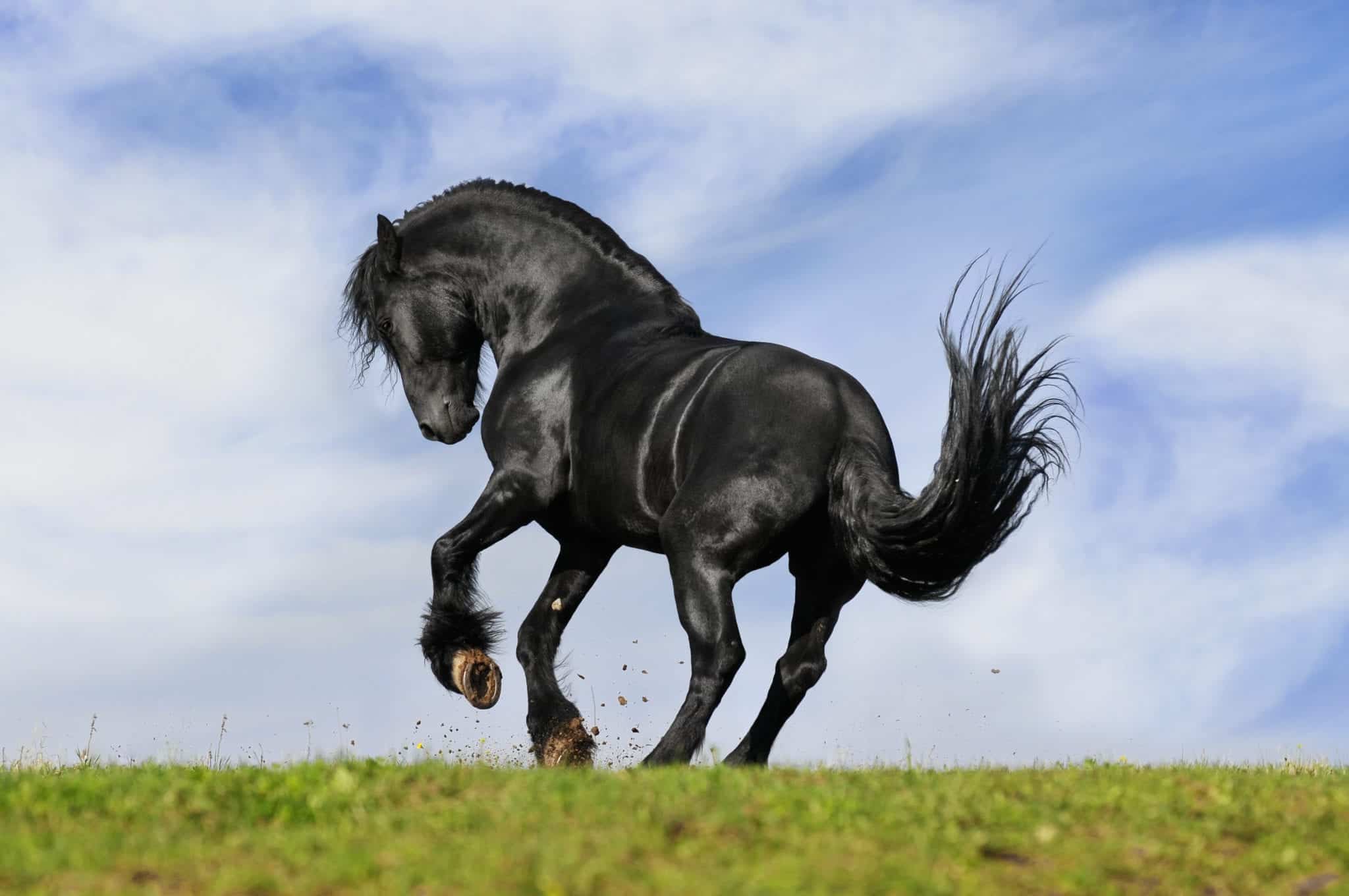 black horse play on the meadow