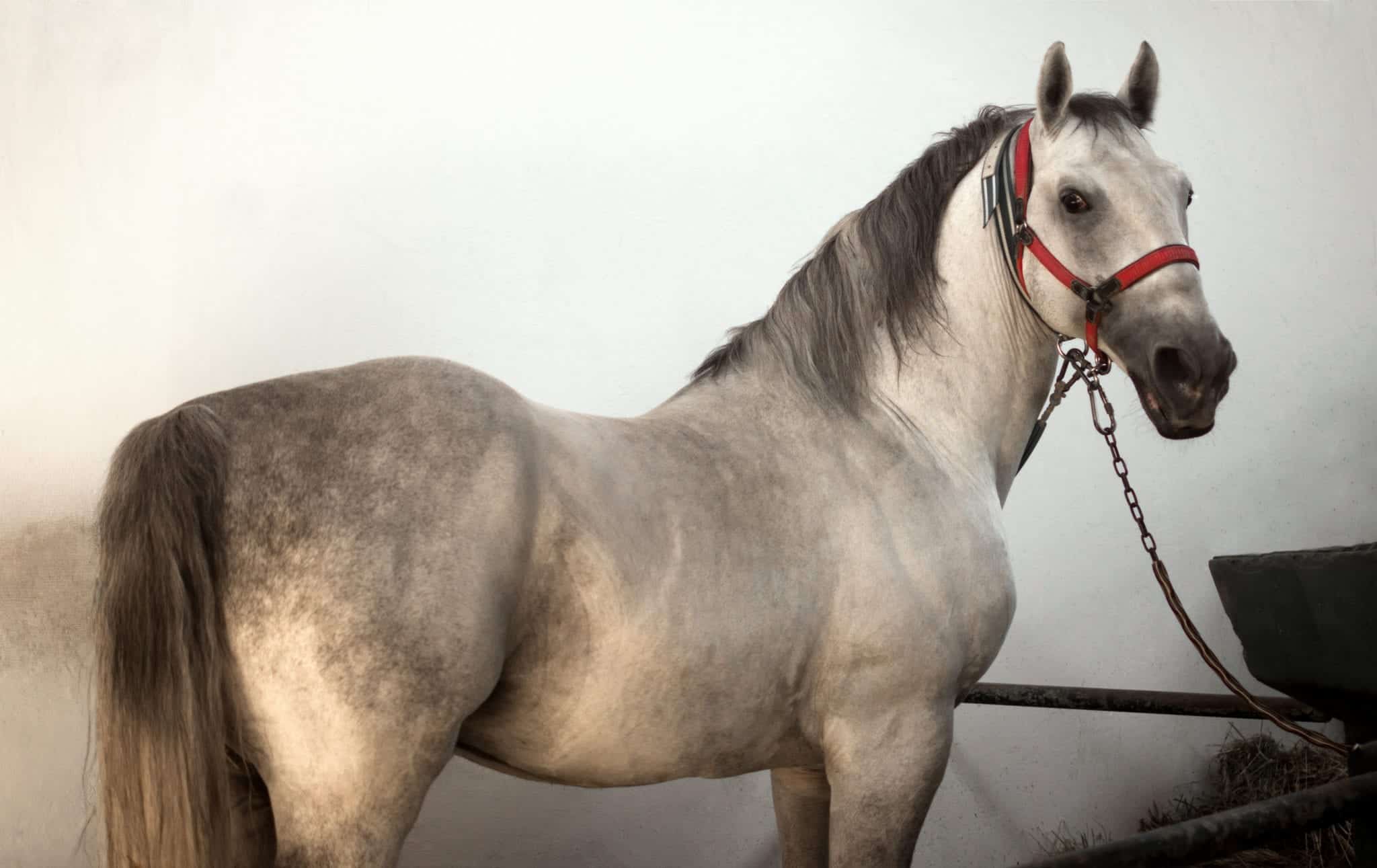 The white horse is standing in the sty indoors on white wall background.