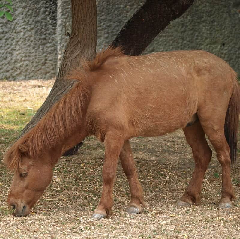 noma pony