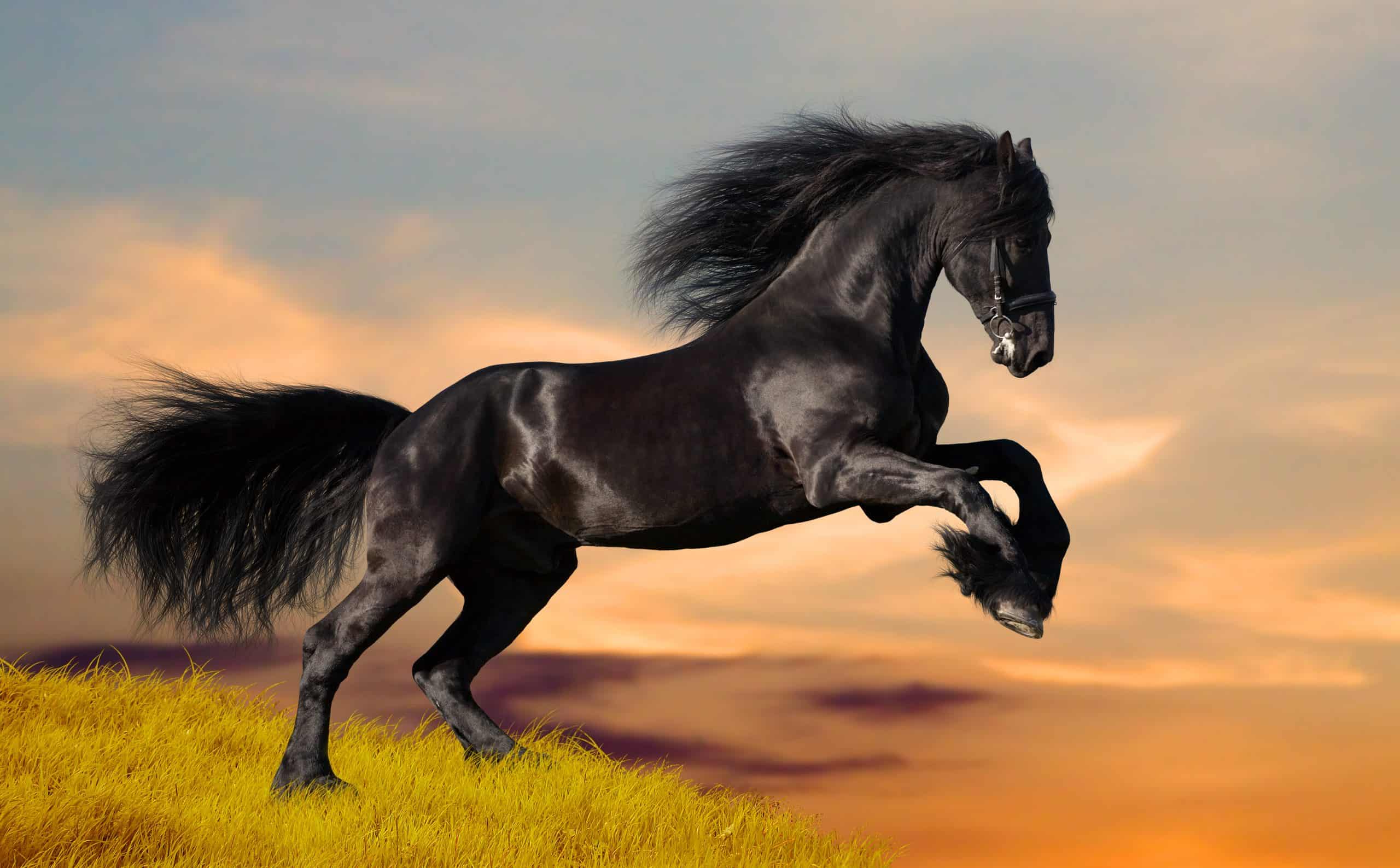 Friesian black stallion gallops on the hill at sunset.