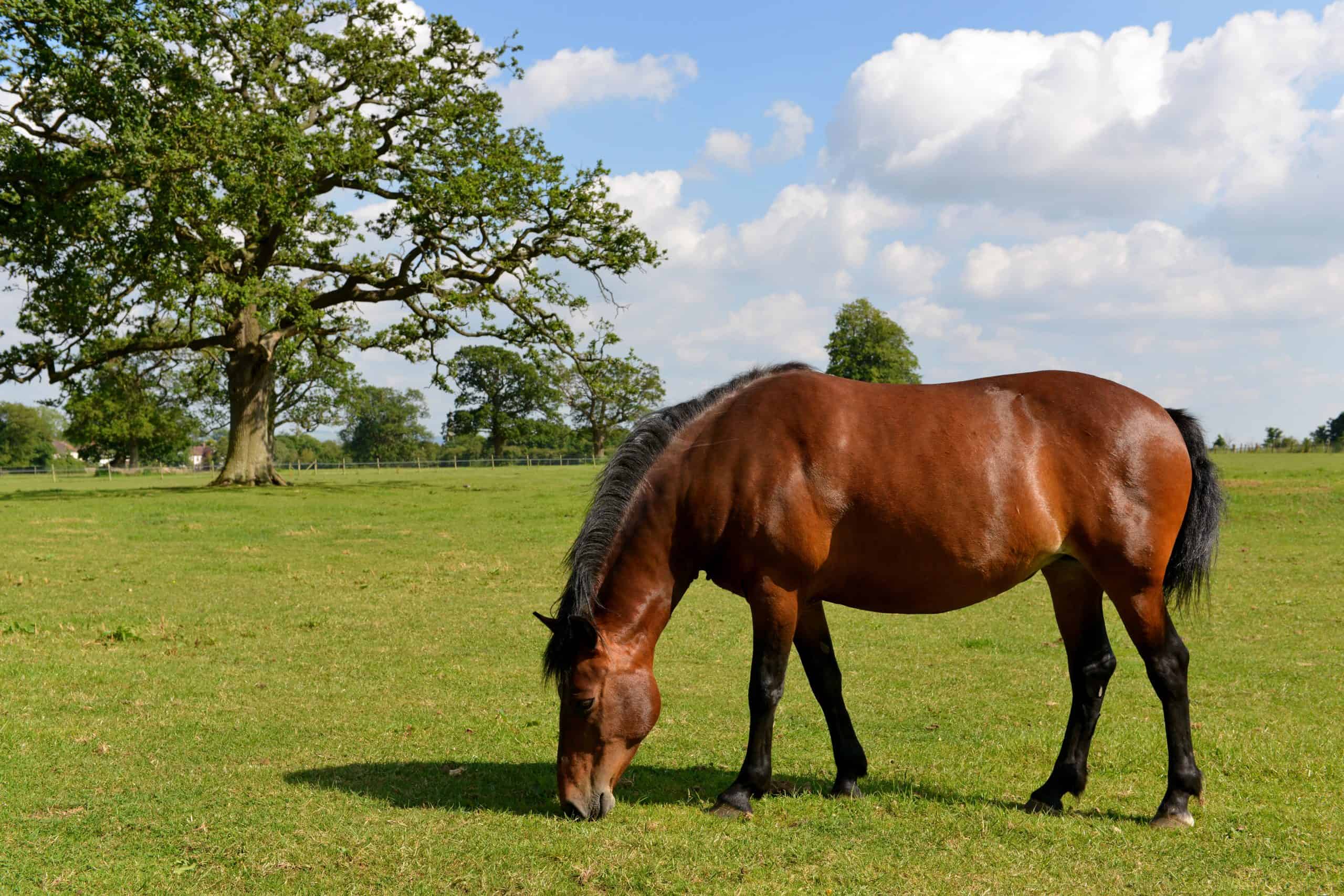 Scenic View of a Horse Grazing in a Green Field