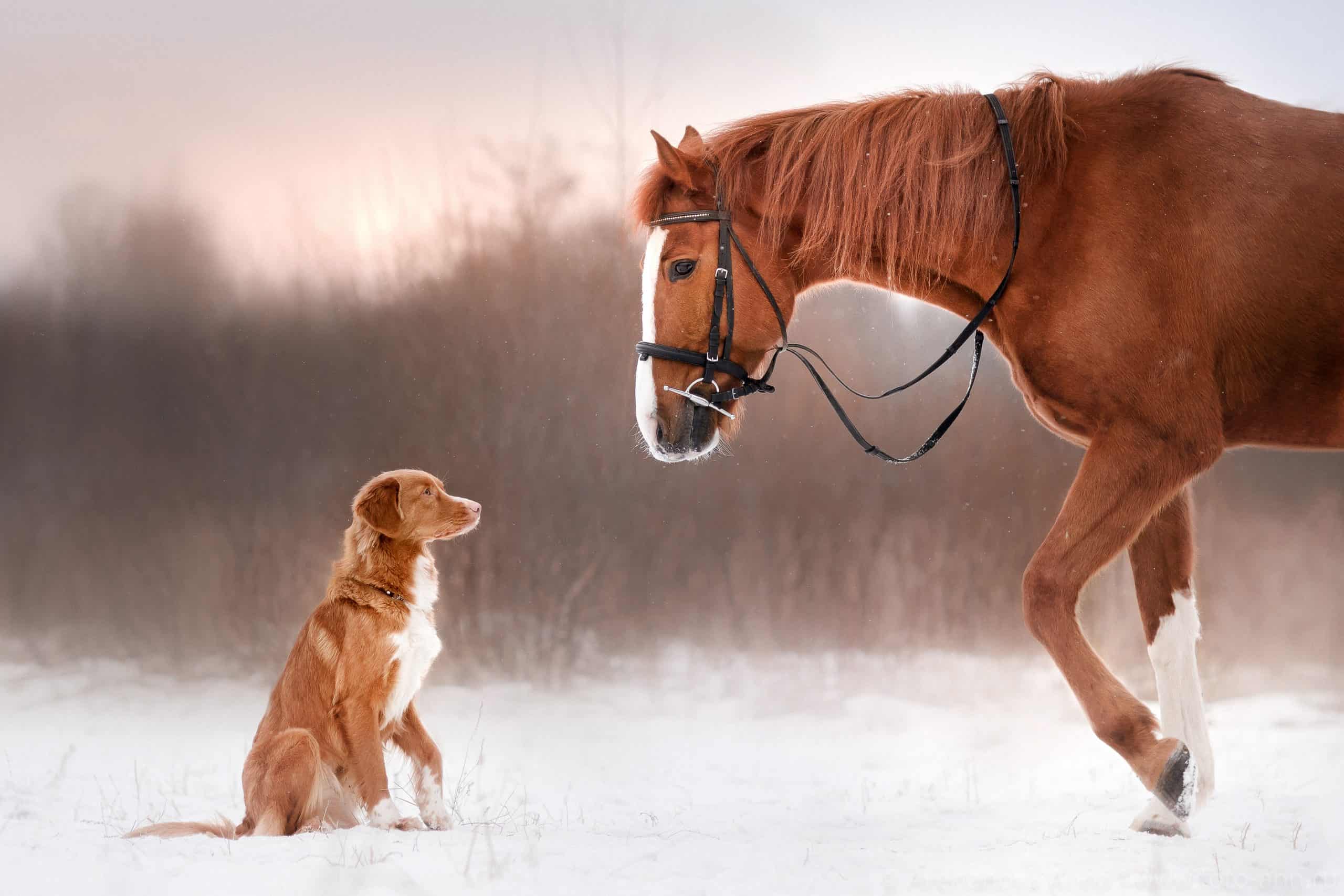 Nova Scotia Duck Tolling Retriever Dog and horse in the winter on the nature horse health