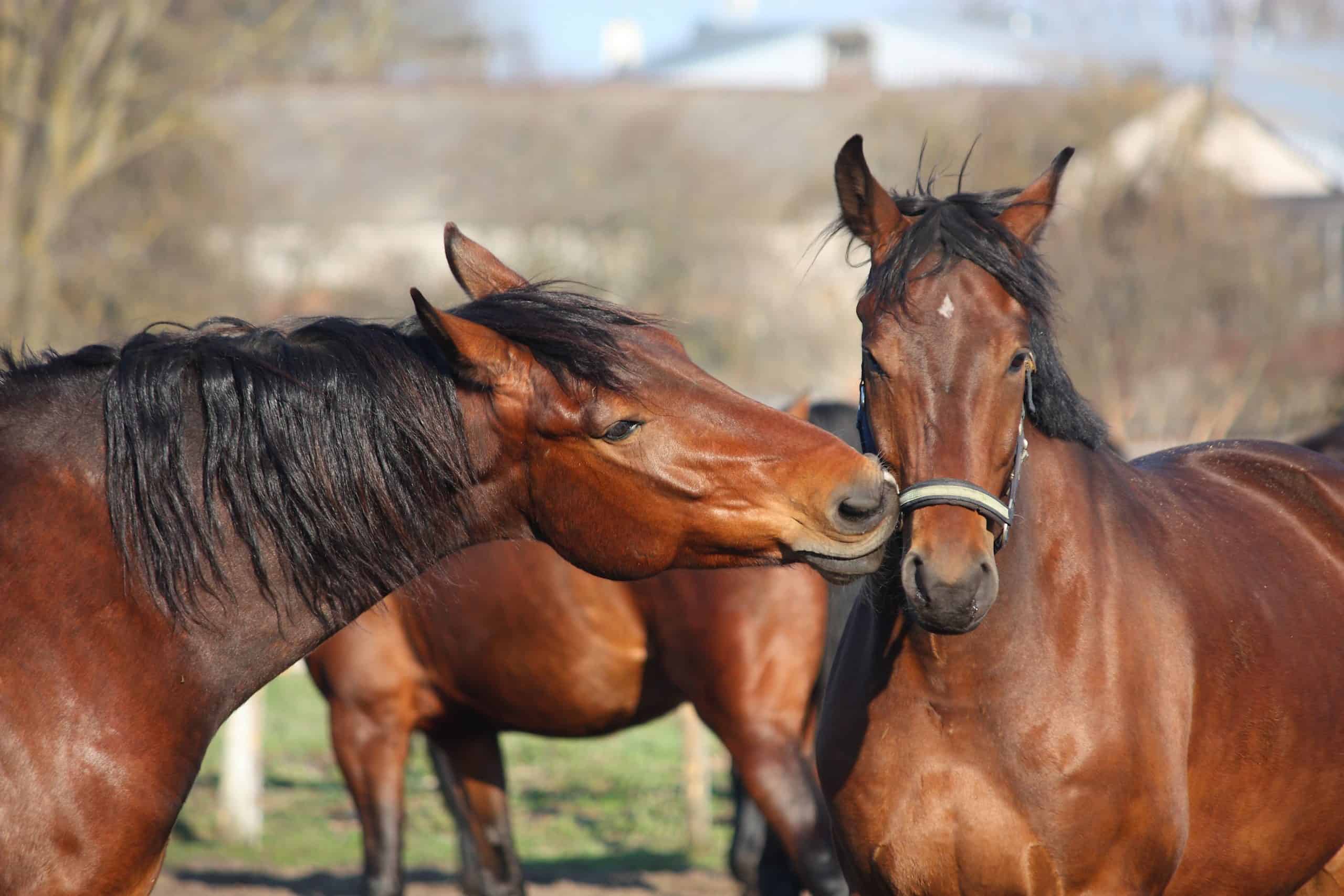 Two bay horses nuzzling each other