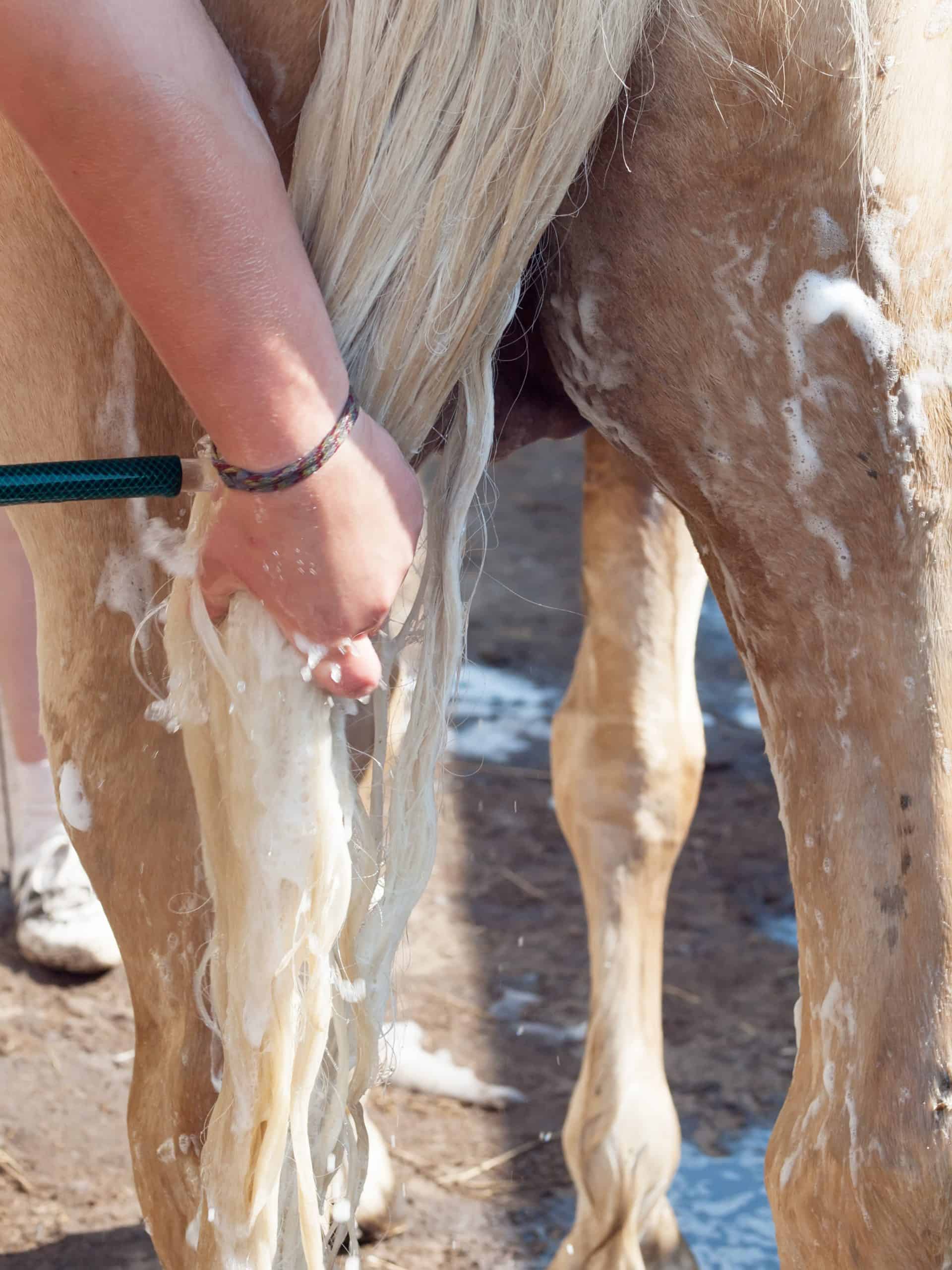 Miniature Horse Tail Bag helps grow a luxurious tail