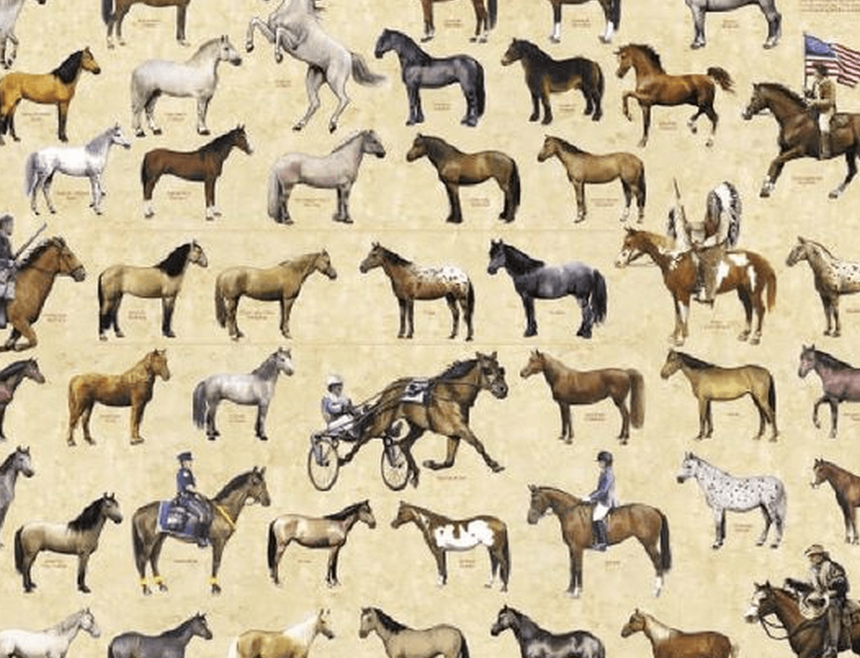 quiz-what-horse-breed-are-you-ihearthorses