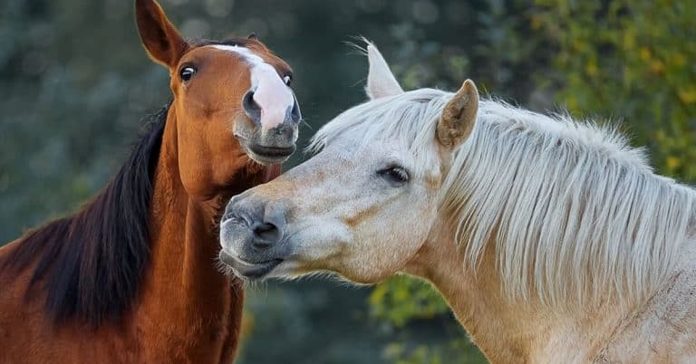 two horses hanging out