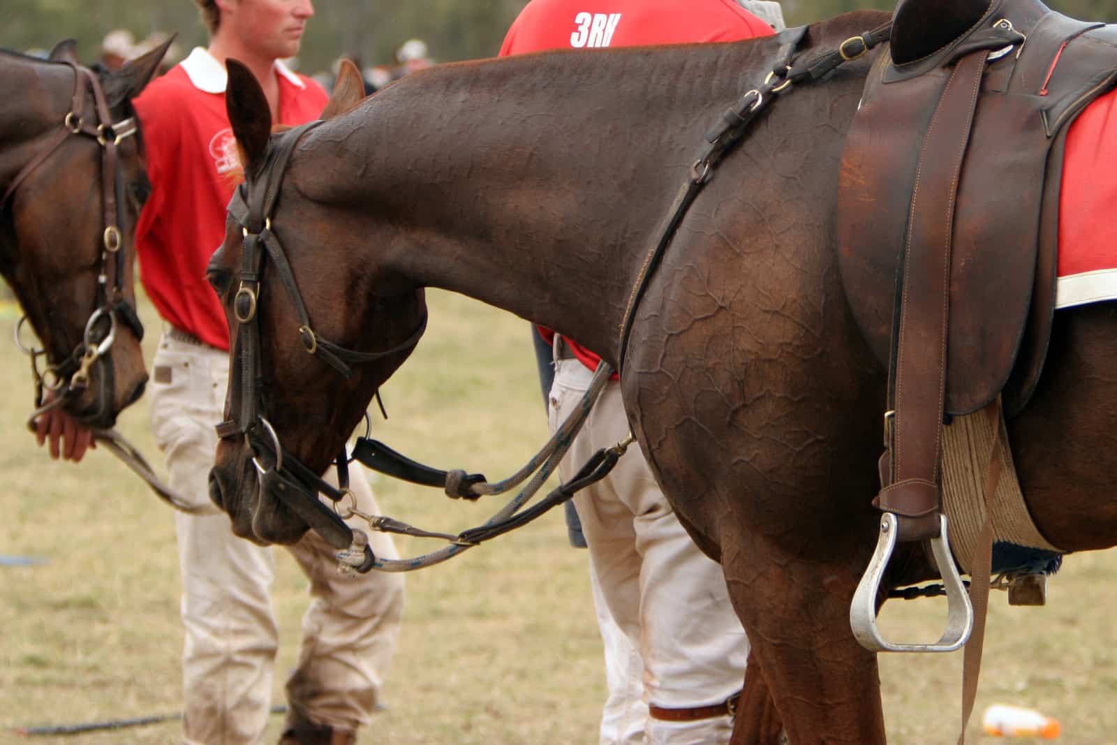 Polocrosse horse sports