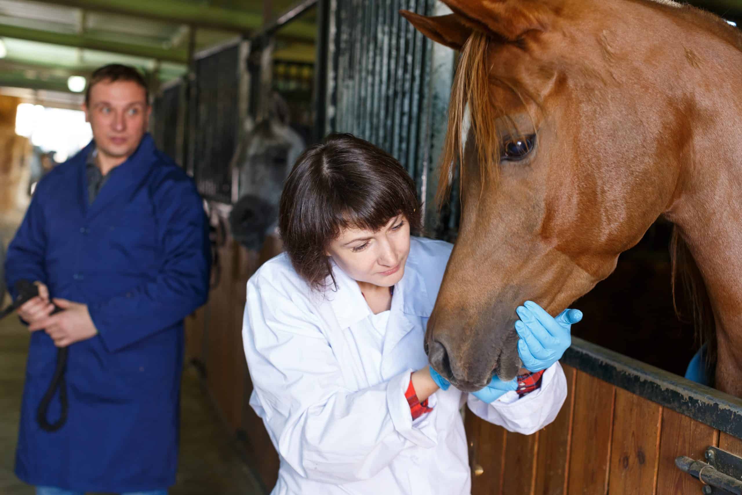 Confident female vet checking horse health at stable