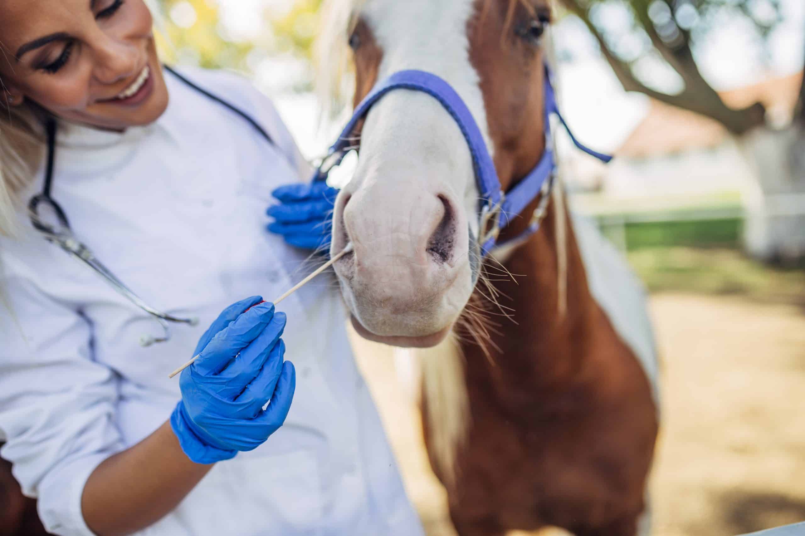 Beautiful blonde woman veterinary checking horse health