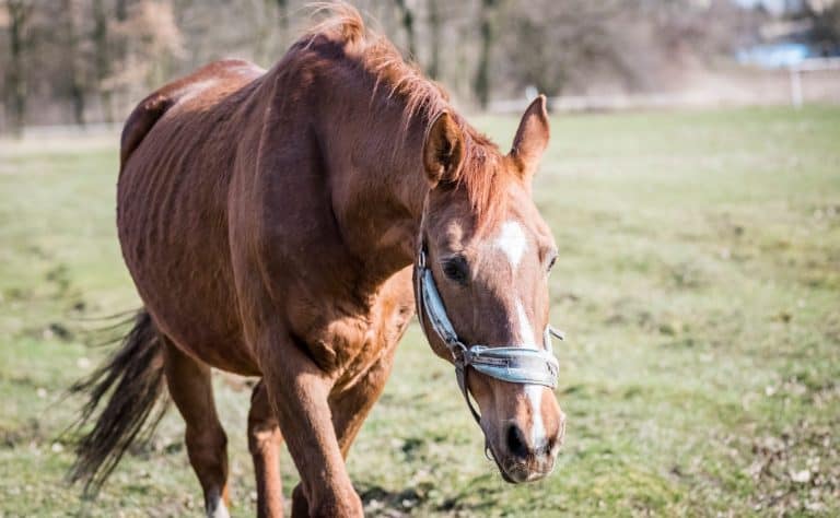 horses rescued from the slaughterhouse