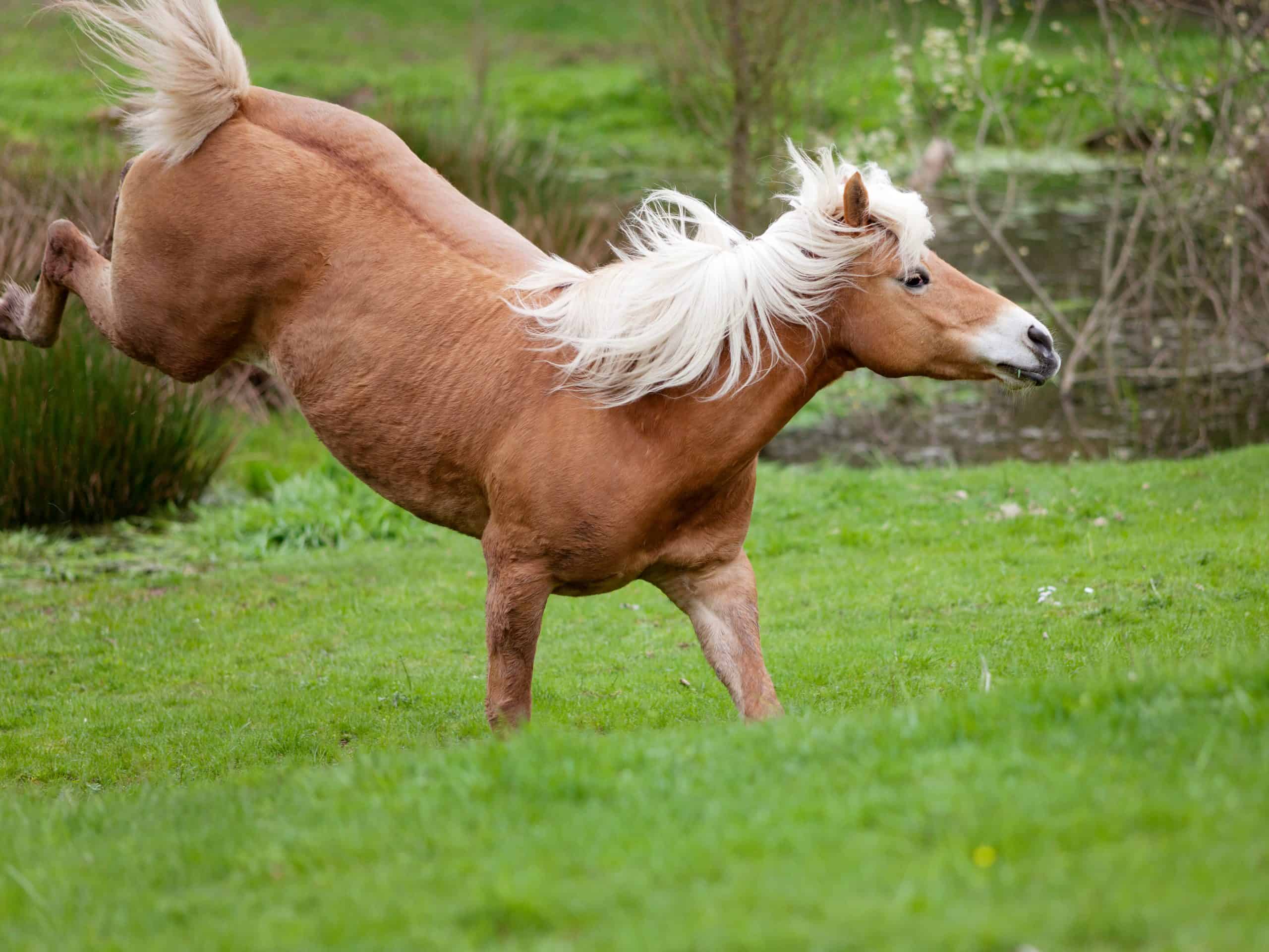 Horses Bucking Without Rider