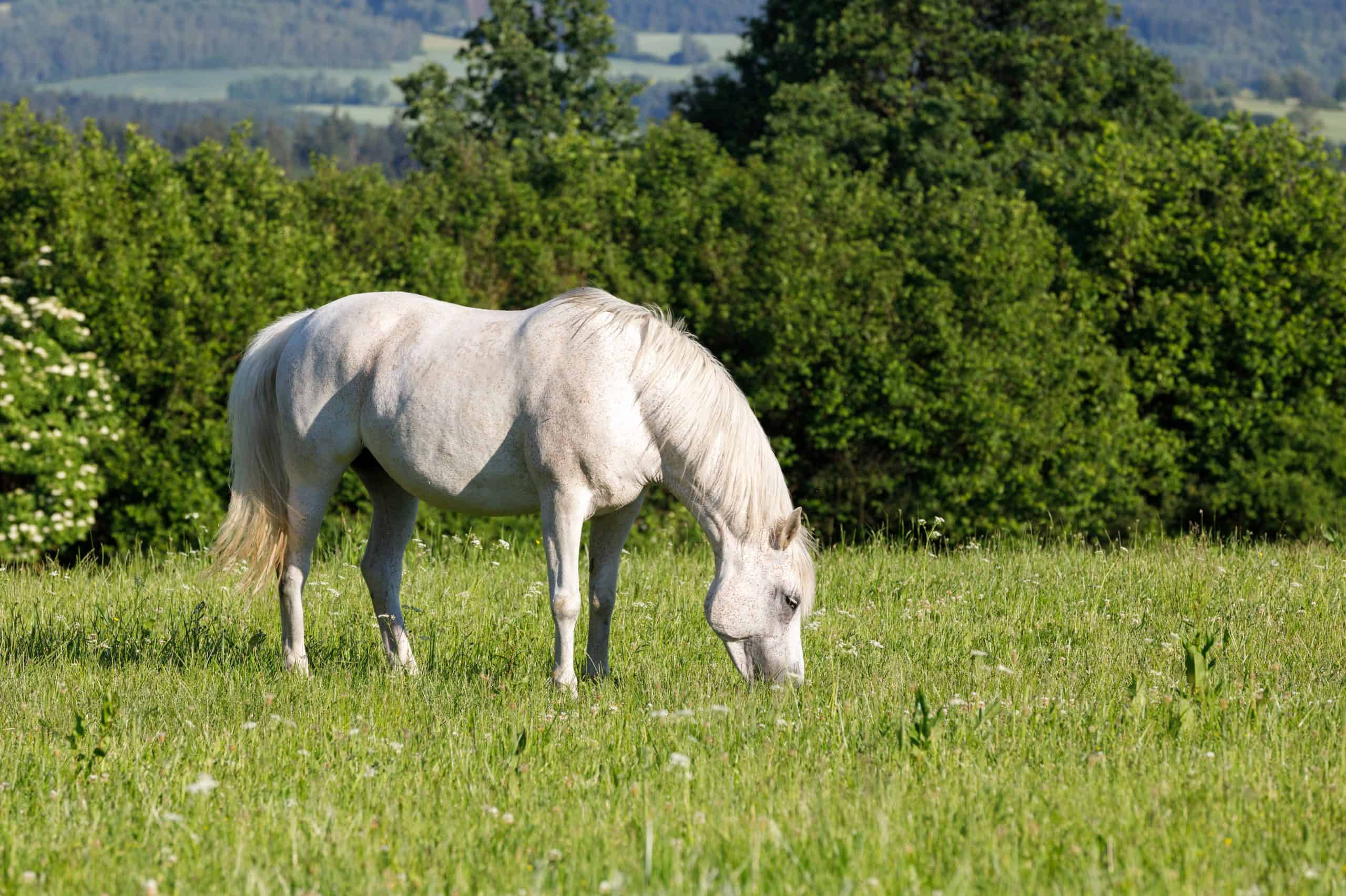 beautiful health white horse grazing in a spring grass meadow pasture in eveningbeautiful health white horse grazing in a spring grass meadow pasture in evening