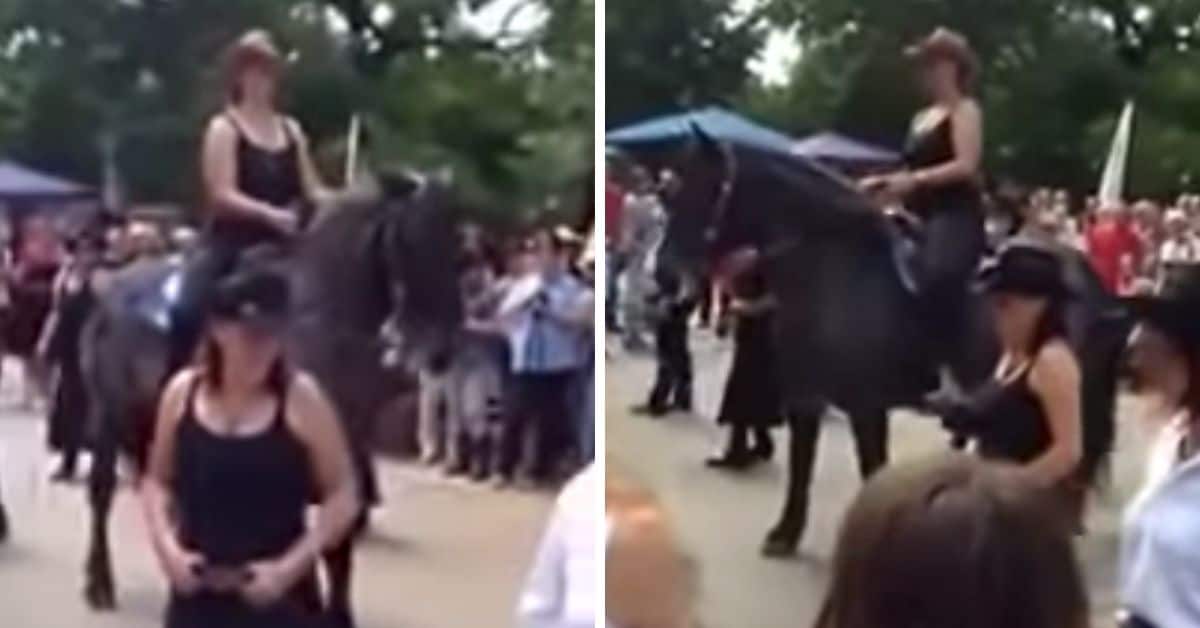 horse learns to line dance just like people