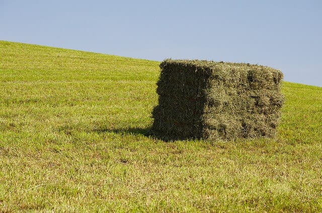 5 Ways To Check The Quality Of Your Hay