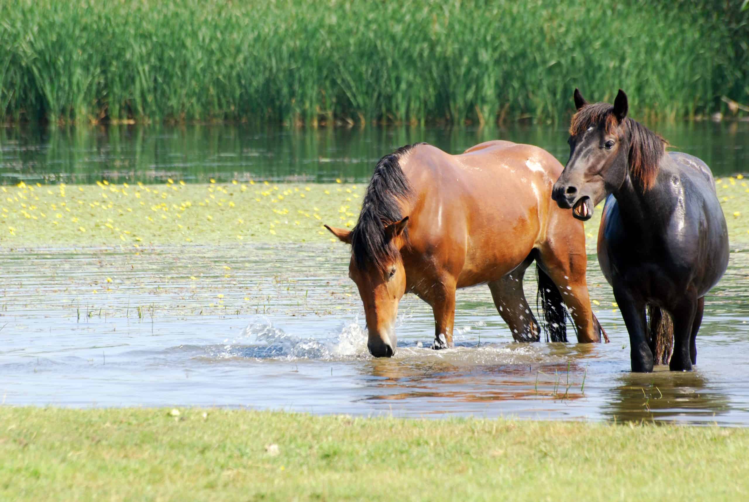 Black and brown horse in water nature scene