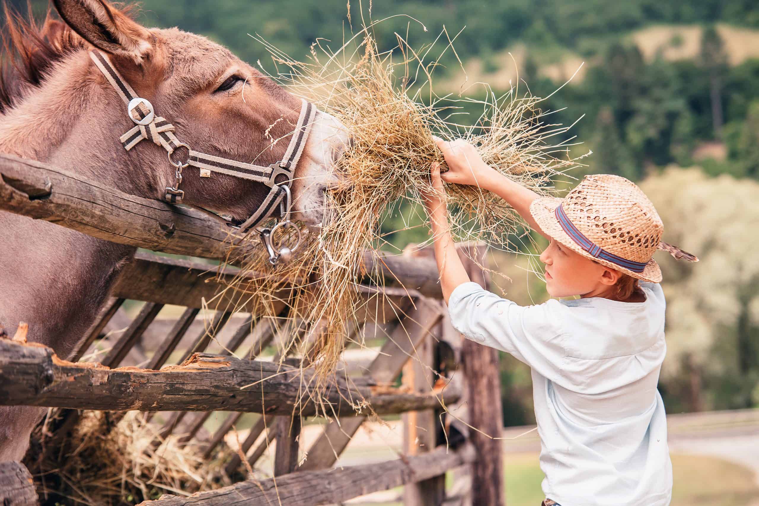 Boy helps to feed a donkey on the farm
