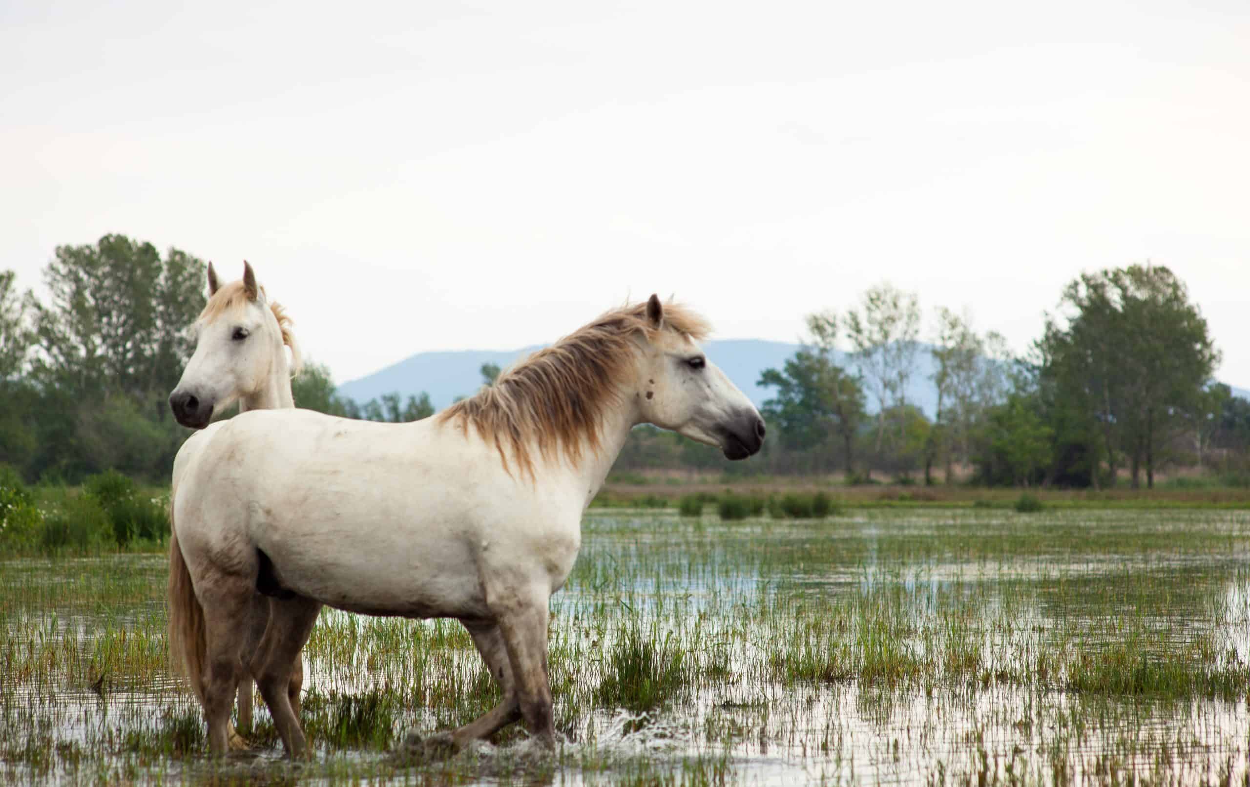 Camargue horses in a swamp - Isola della cona