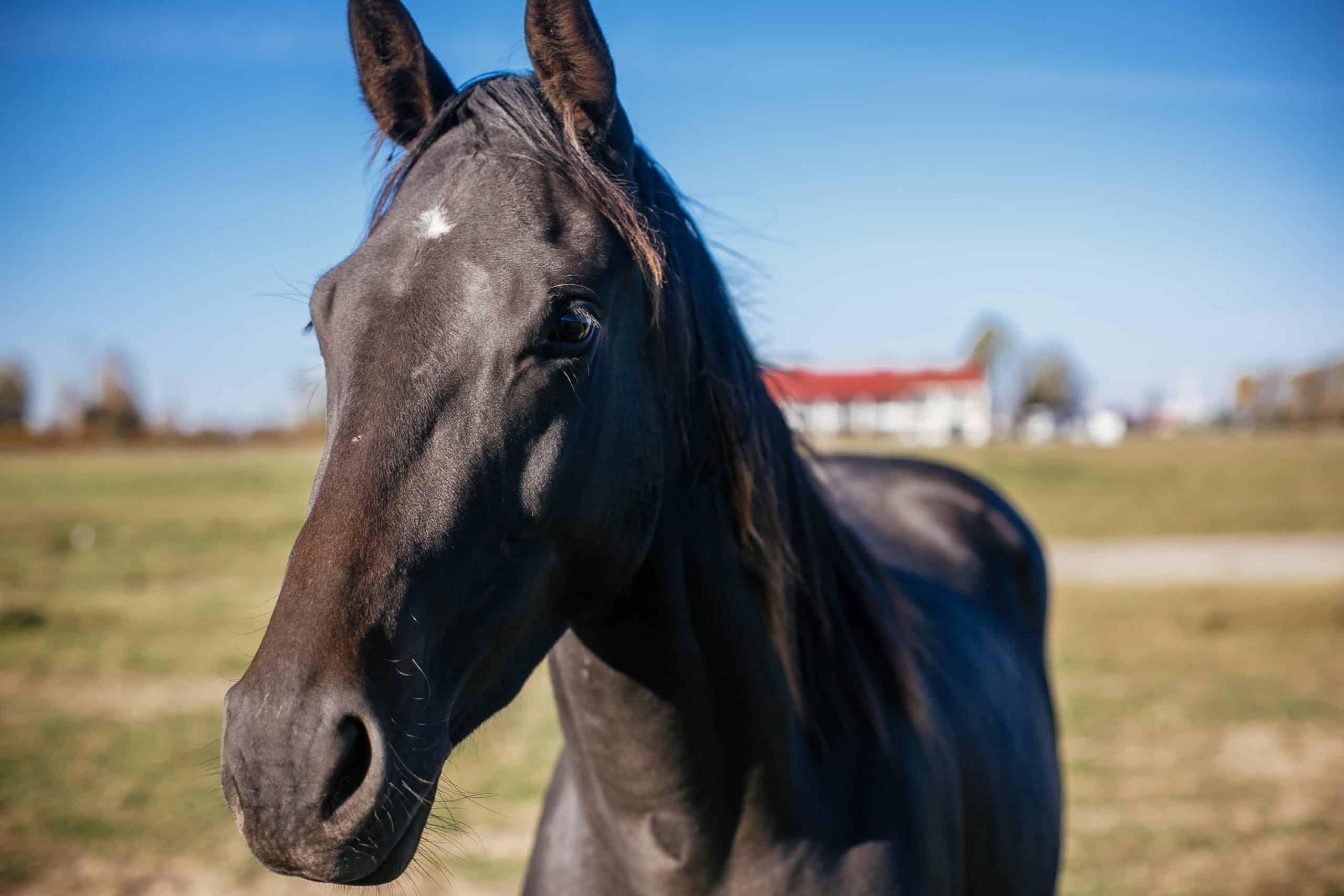 Cute black horse standing behind fence on background of  hippodrome. Portrait of beautiful horse in farm, face closeup. Adoption from animal shelter concept.