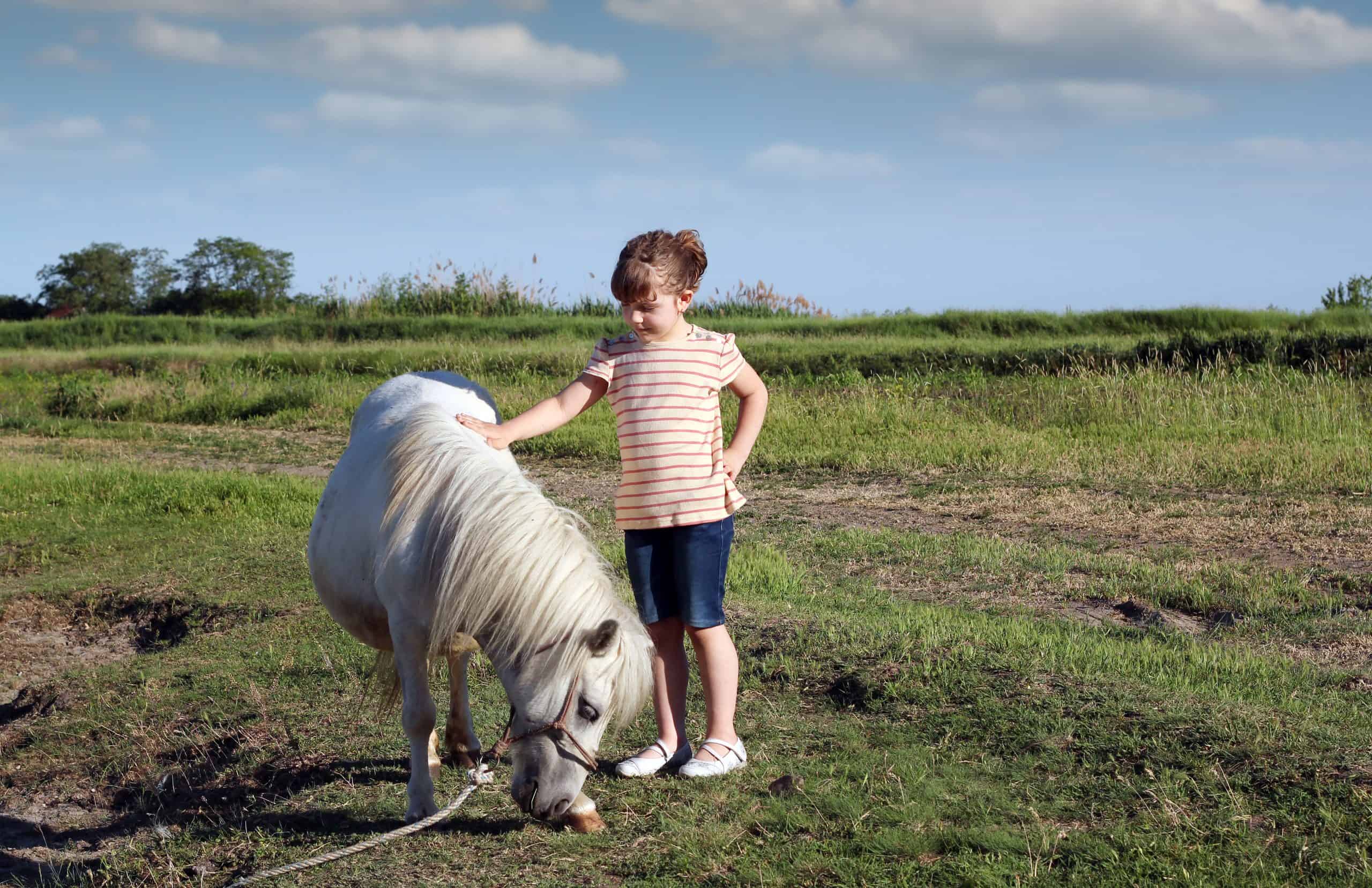 white pony horse and little girl